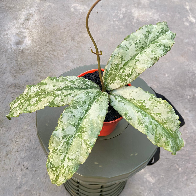 FS20-6 Hoya Undulata Silver