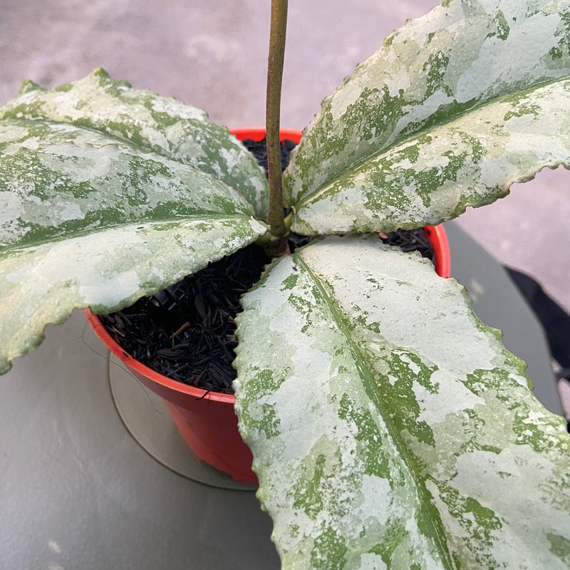 FS20-6 Hoya Undulata Silver