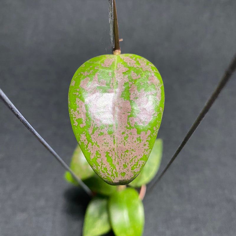 Hoya Verticillata Purple Aurora