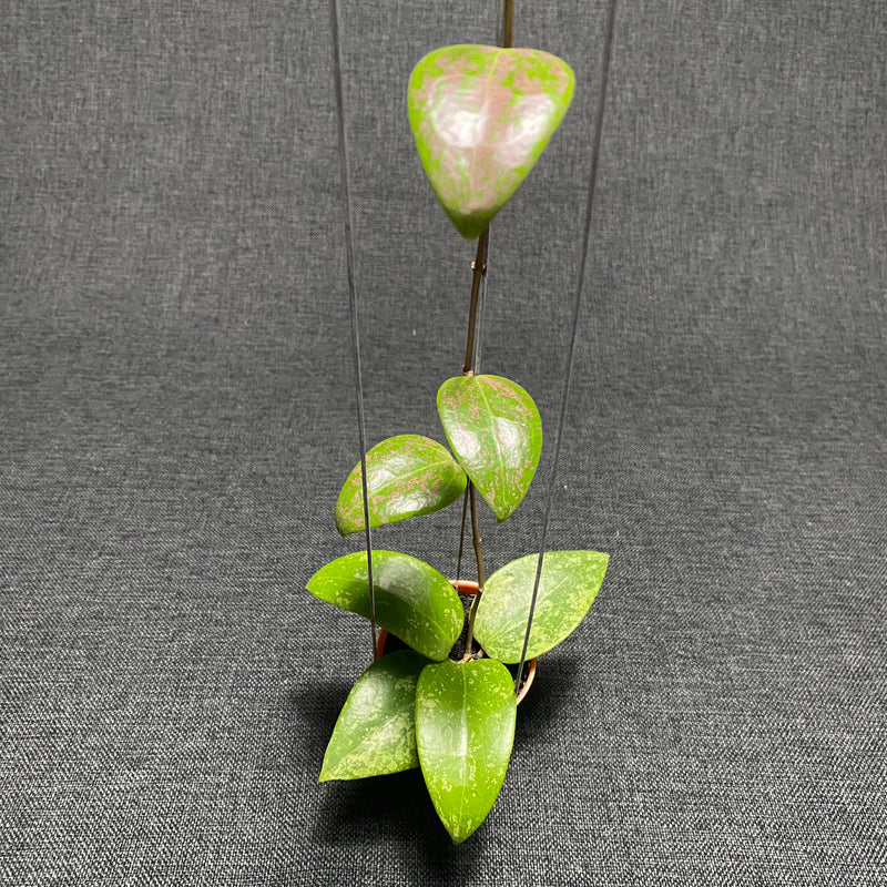 Hoya Verticillata Purple Aurora