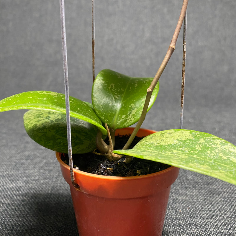 Hoya Verticillata Purple Aurora