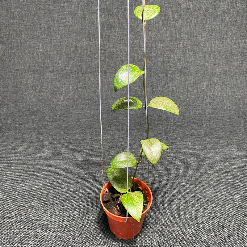 🎁 Hoya Verticillata Purple Aurora Silver (100% off)