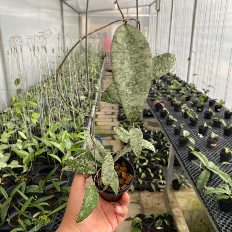 FS14-6 Hoya Walliniana Silver