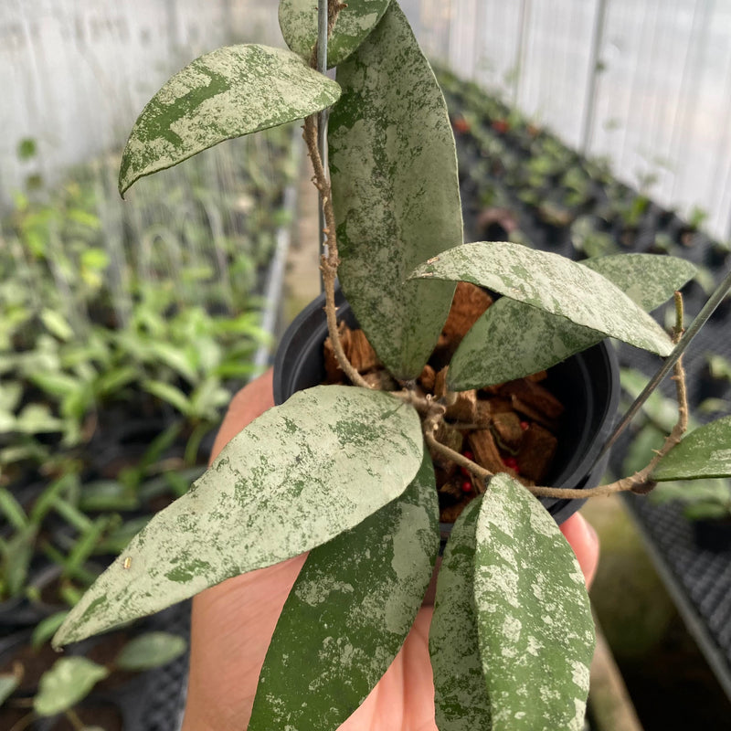 FS14-6 Hoya Walliniana Silver