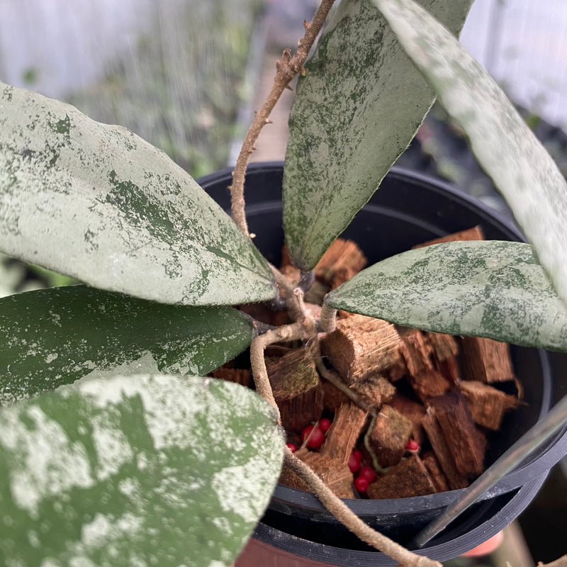 FS14-6 Hoya Walliniana Silver