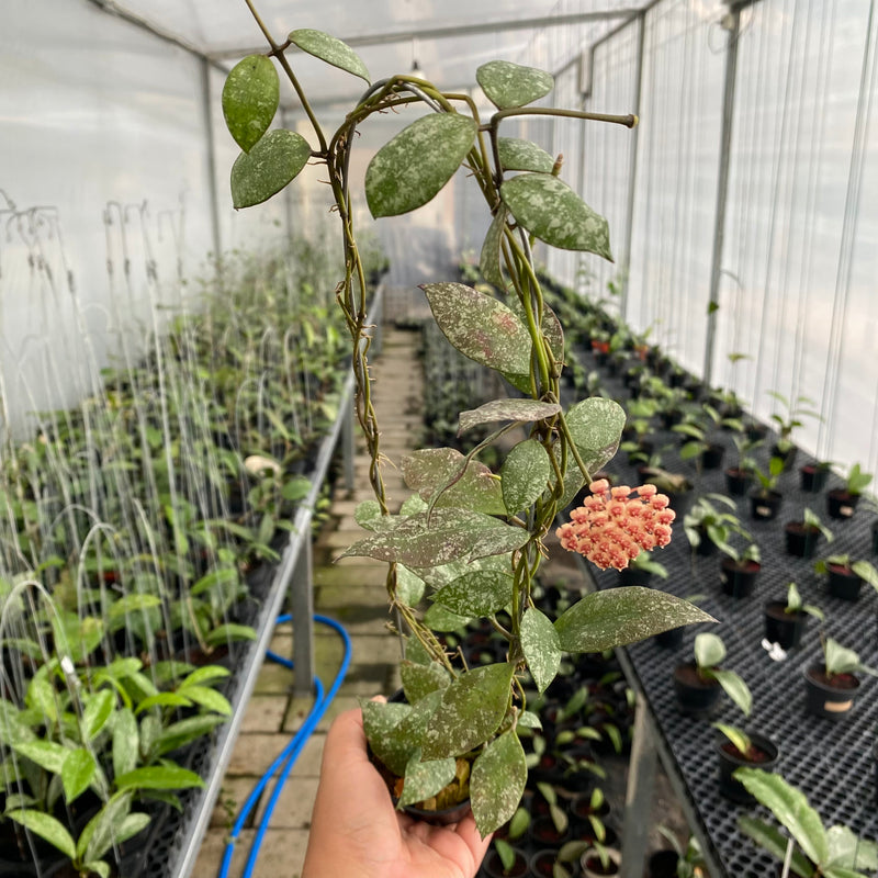 FS1-6 Hoya Walliniana Splash