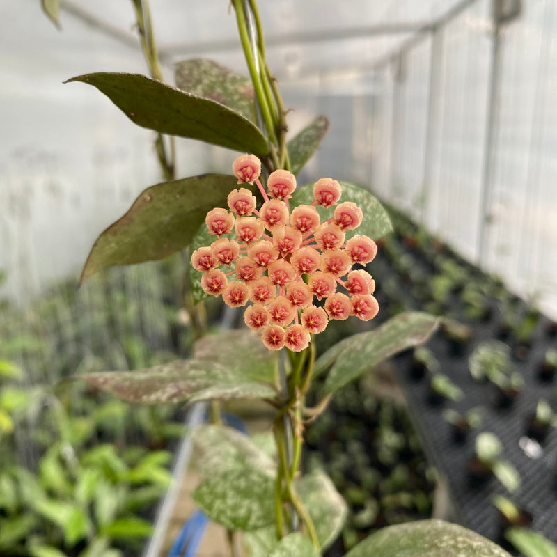 FS1-6 Hoya Walliniana Splash