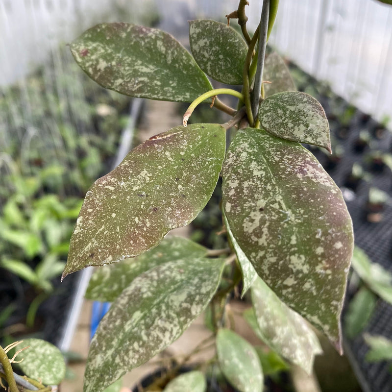 FS1-6 Hoya Walliniana Splash