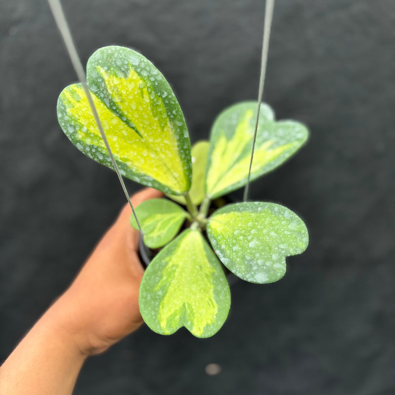 Hoya Kerii "Inner Variegated"