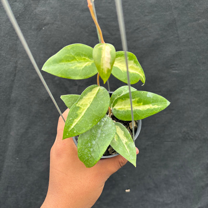Hoya Verticillata "Panglai Reverse"