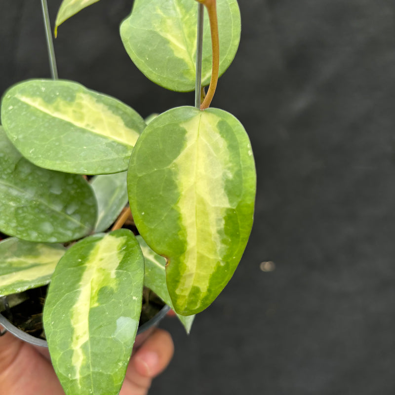 Hoya Verticillata "Panglai Reverse"