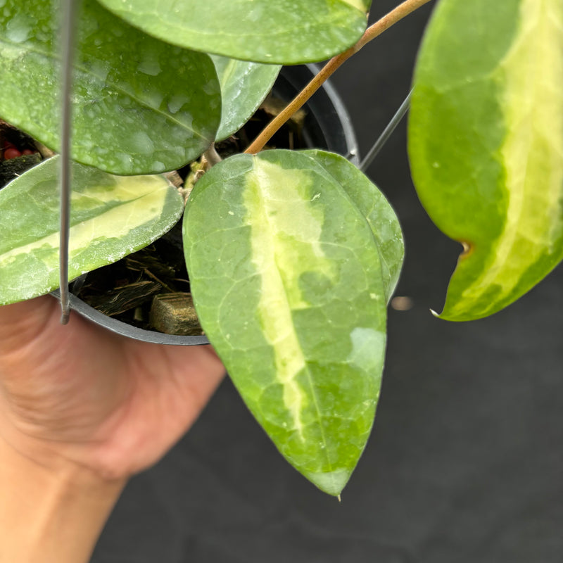 Hoya Verticillata "Panglai Reverse"