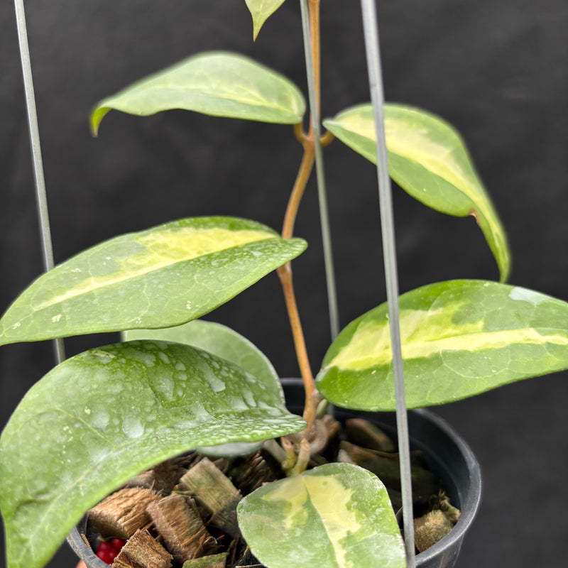 Hoya Verticillata "Panglai Reverse"