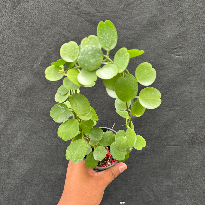 Hoya Tonsuensis