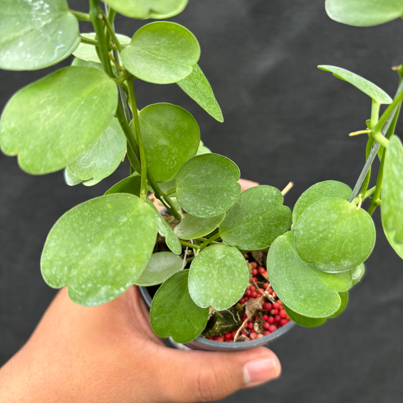 Hoya Tonsuensis