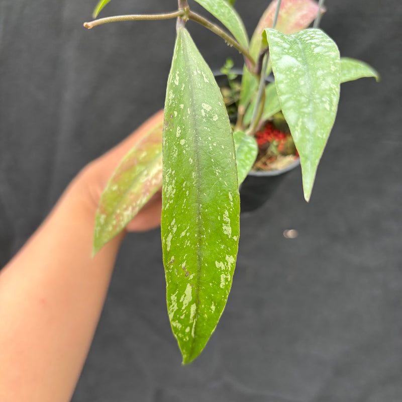 Hoya Sulawesiana x Finlaysonii Borneo (TR-014)