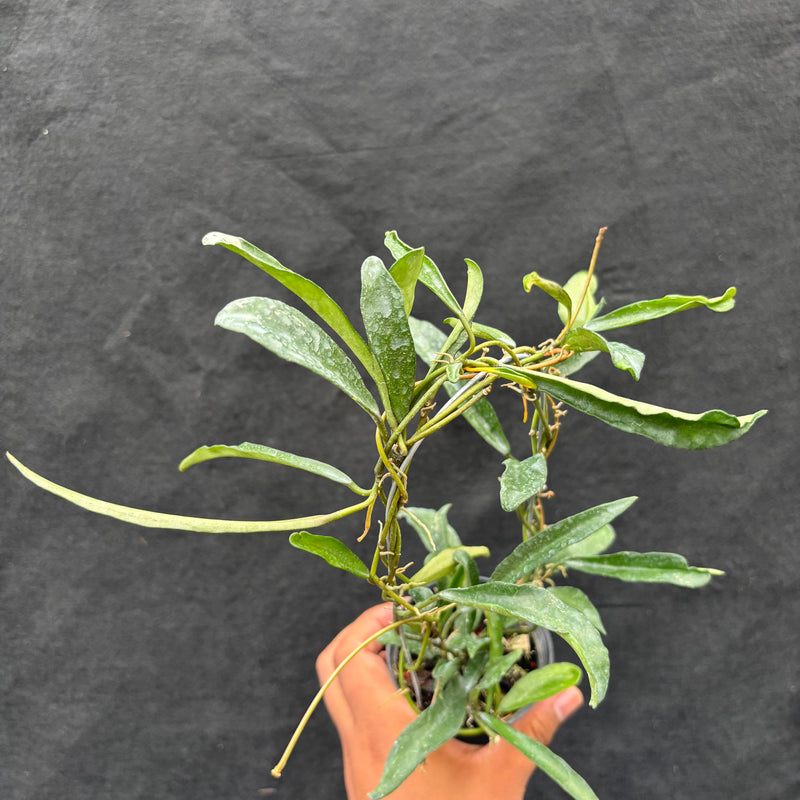 Hoya Laconosa "Narrow" VN-353