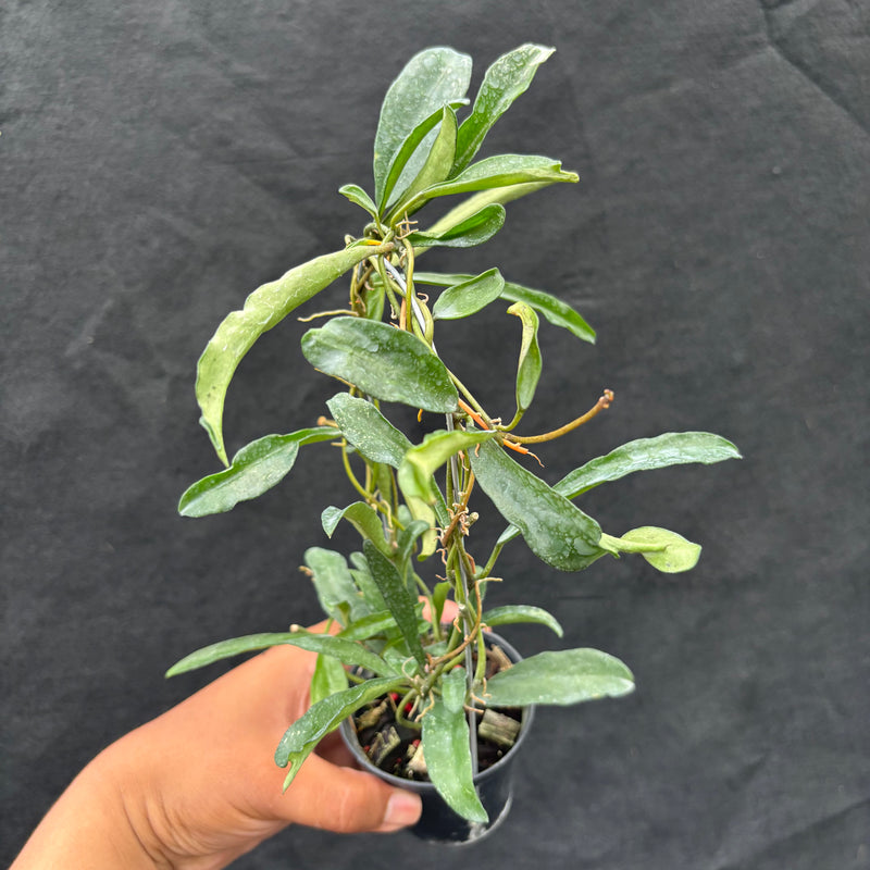 Hoya Laconosa "Narrow" VN-353
