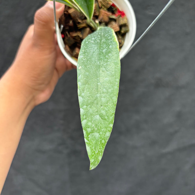 Hoya Sulawesiana "Albomarginata"