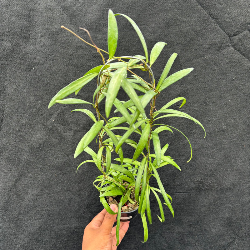 Hoya Aff. Acicularis