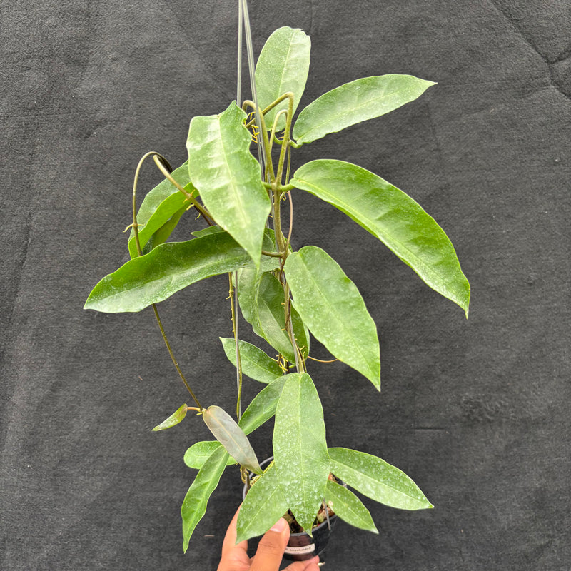 Hoya Onychoides