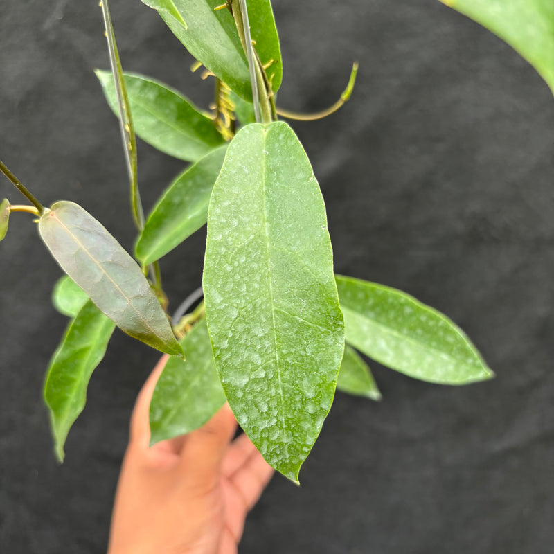 Hoya Onychoides