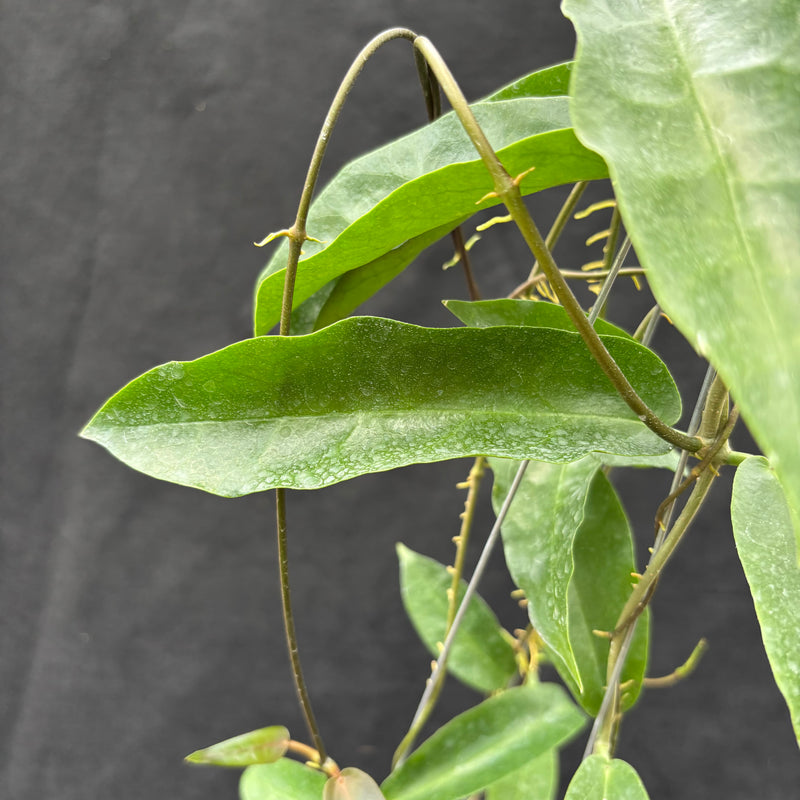 Hoya Onychoides