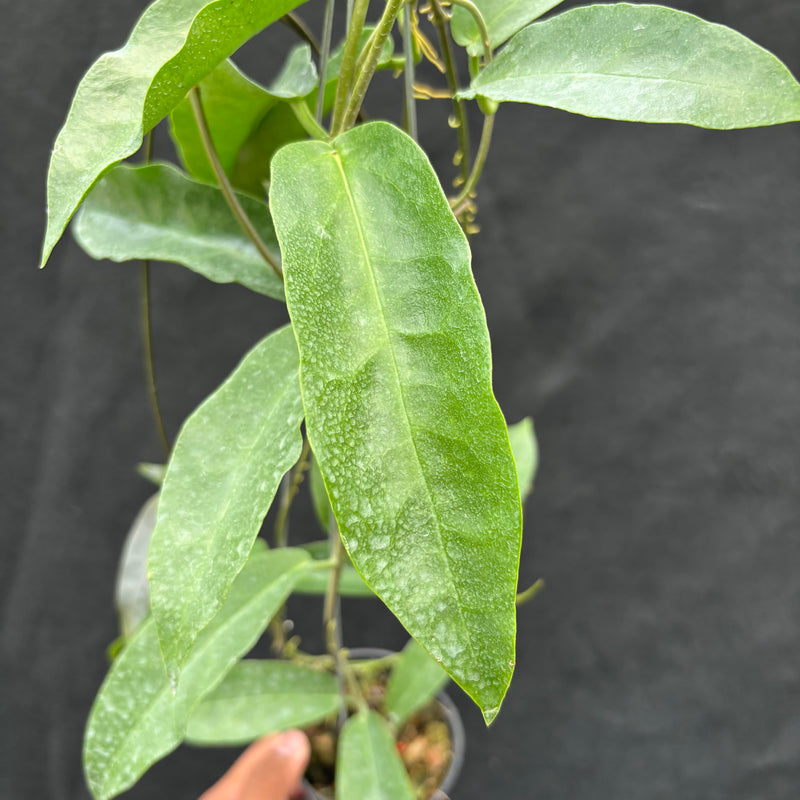 Hoya Onychoides