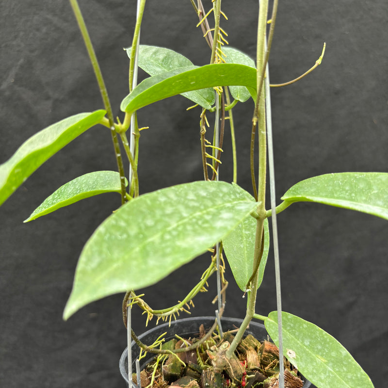 Hoya Onychoides