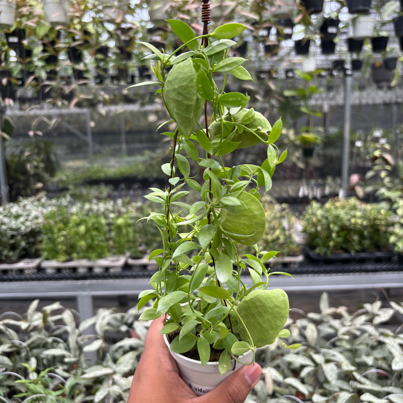 Hoya D. Vidalii