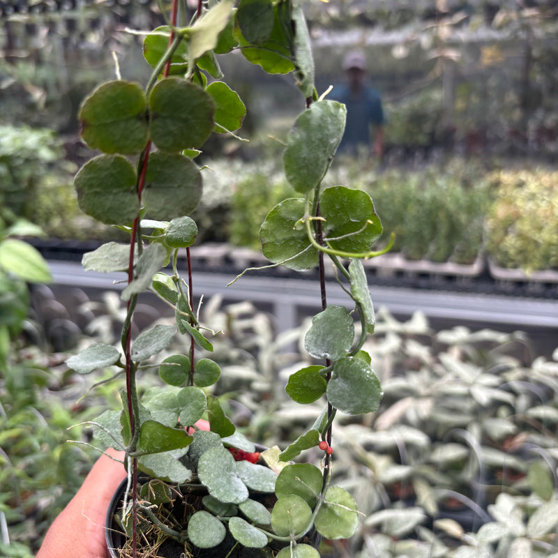 Hoya Dischidia Imbricata