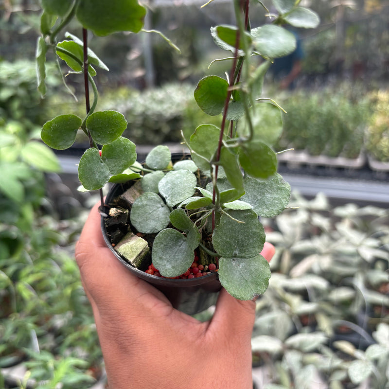 Hoya Dischidia Imbricata