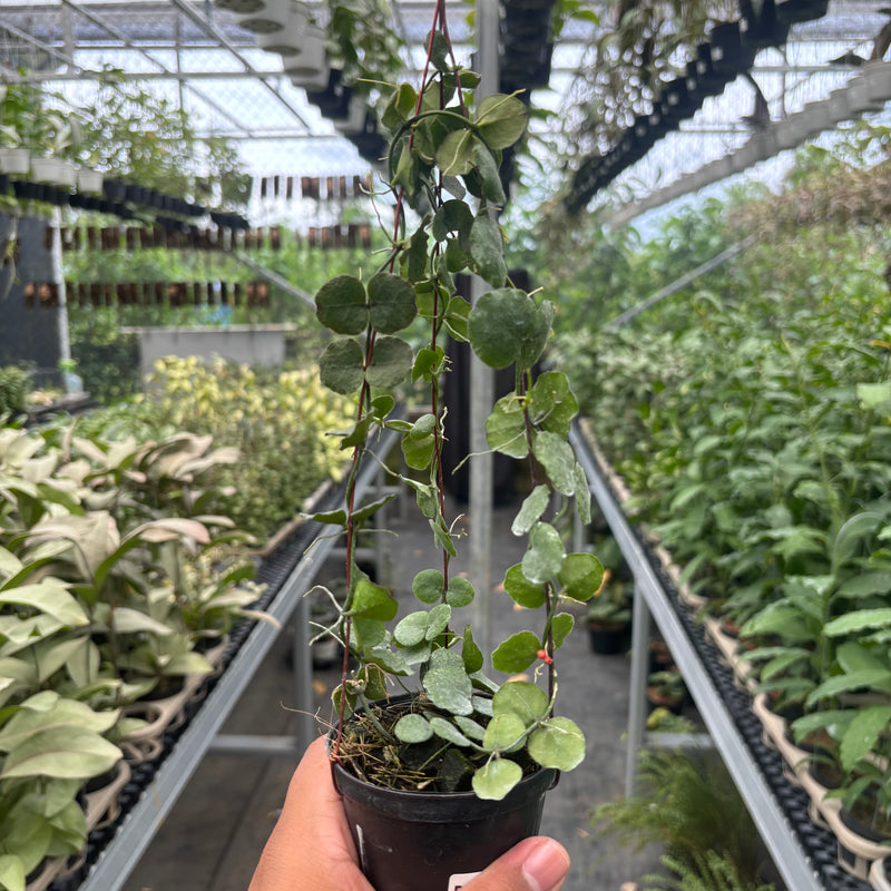 Hoya Dischidia Imbricata