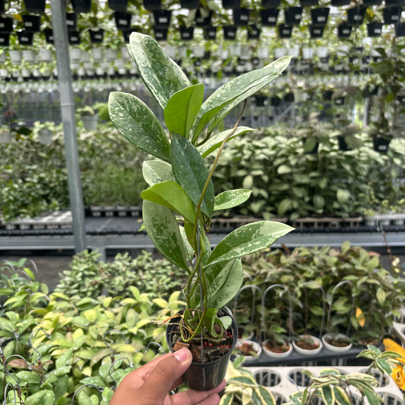 Hoya AH-074