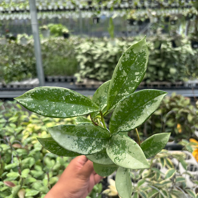 Hoya AH-074