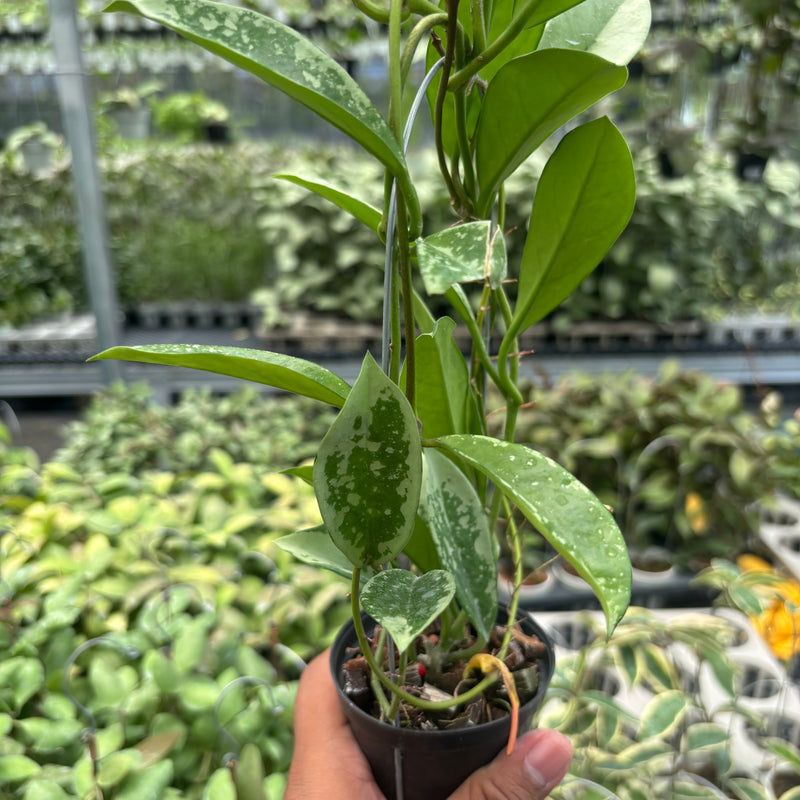 Hoya AH-074