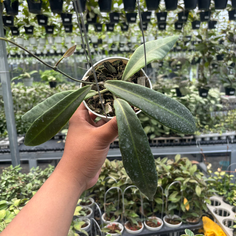 Hoya Pulchra