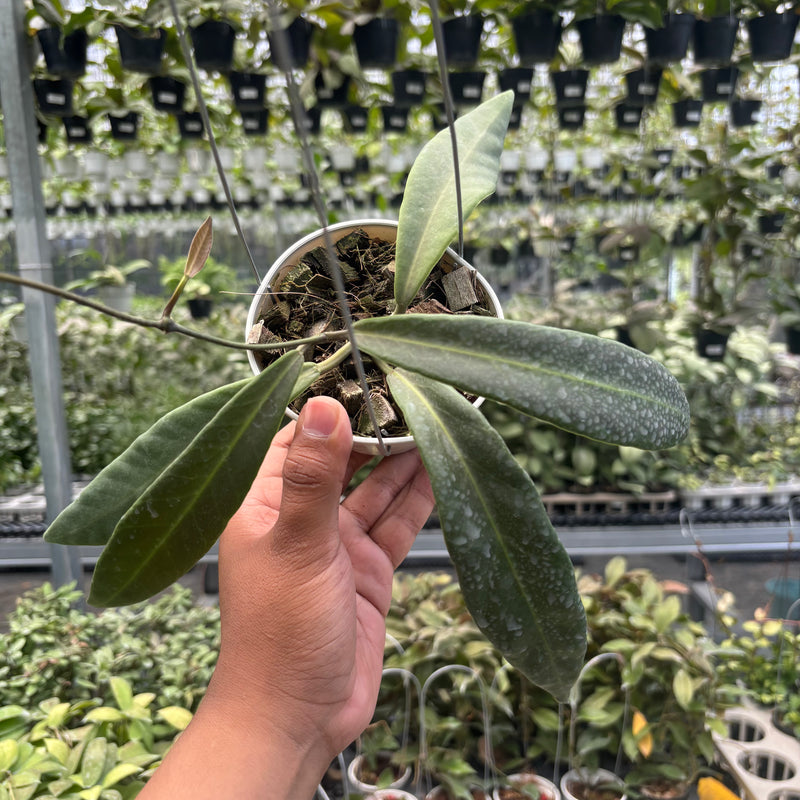 Hoya Pulchra