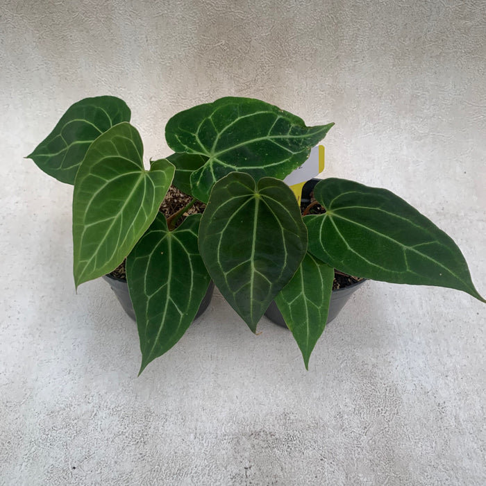 FS002-09 Package B (2 Pcs Anthurium Papillilaminum Red Petiole x Forgetii)