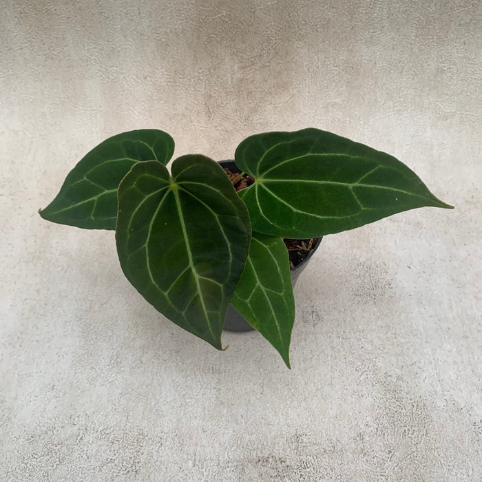 FS002-09 Package B (2 Pcs Anthurium Papillilaminum Red Petiole x Forgetii)