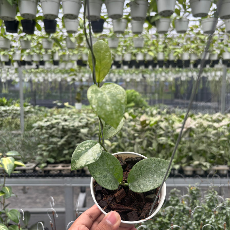Hoya Nervosa 'Jokul' (Silver)