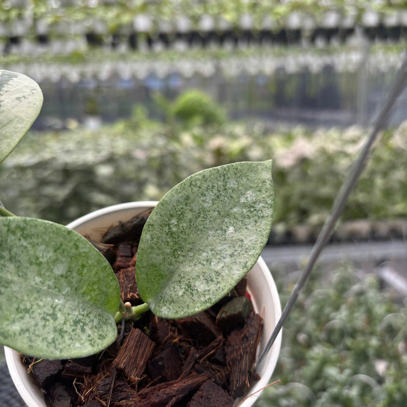 Hoya Nervosa 'Jokul' (Silver)