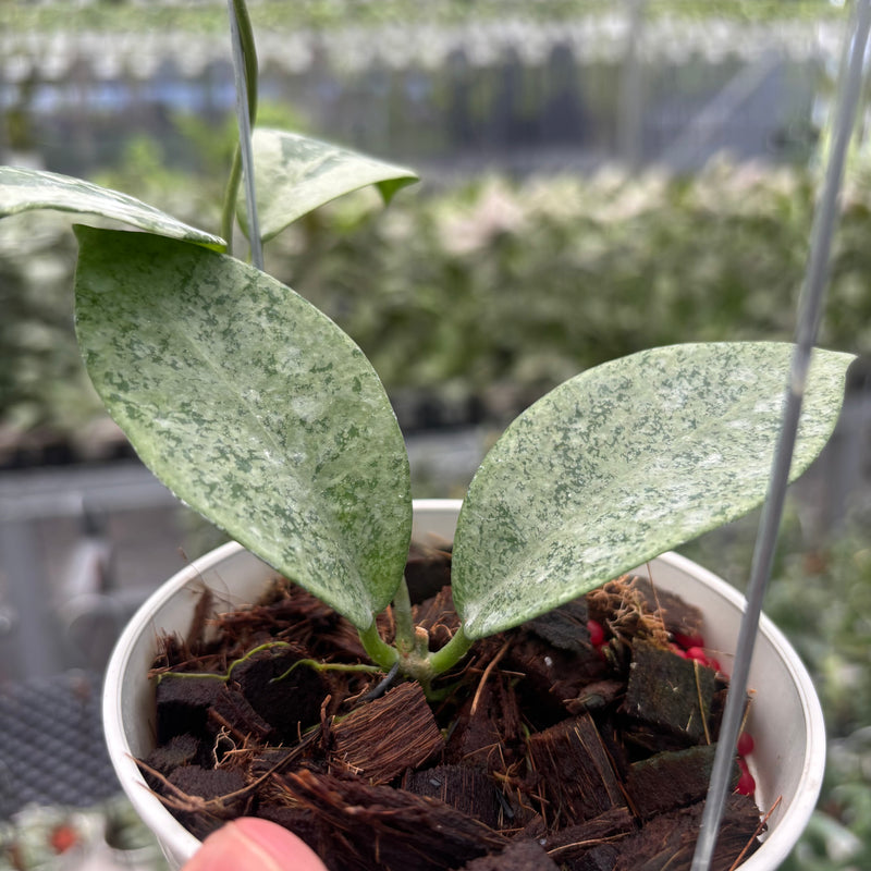 Hoya Nervosa 'Jokul' (Silver)