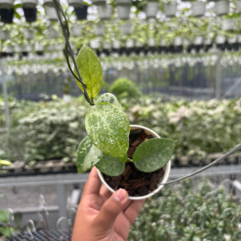 Hoya Nervosa 'Jokul' (Silver)
