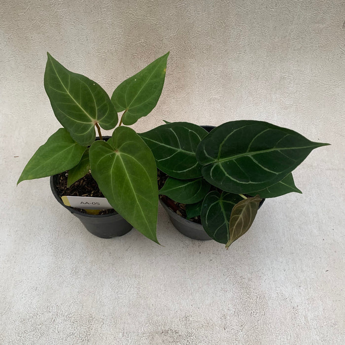 FS005-09 Package E (Anthurium Papillilaminum Narrow & Anthurium Magnificum Hybrid)