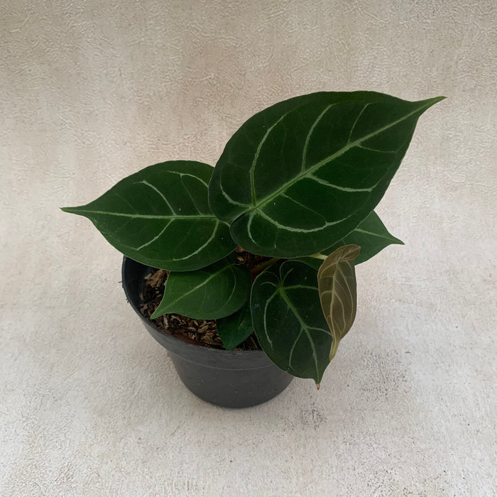 FS005-09 Package E (Anthurium Papillilaminum Narrow & Anthurium Magnificum Hybrid)