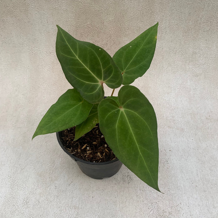 FS005-09 Package E (Anthurium Papillilaminum Narrow & Anthurium Magnificum Hybrid)