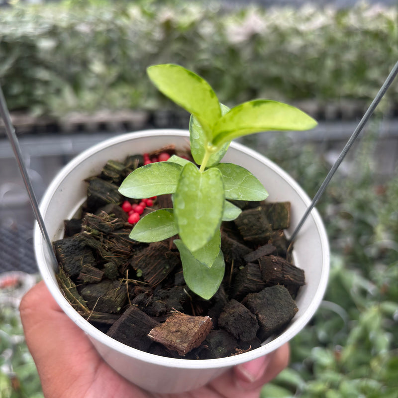 Hoya Cumingiana "Inner Variegated"