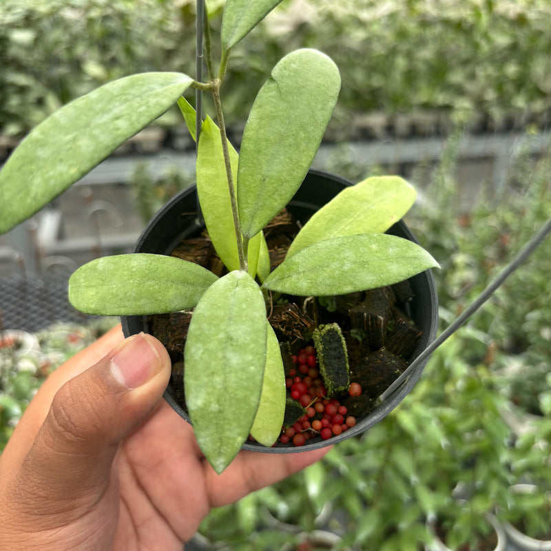 Hoya Sp. Rindu Rafflesia x Hoya Crassipetiolata (VH-02-16)