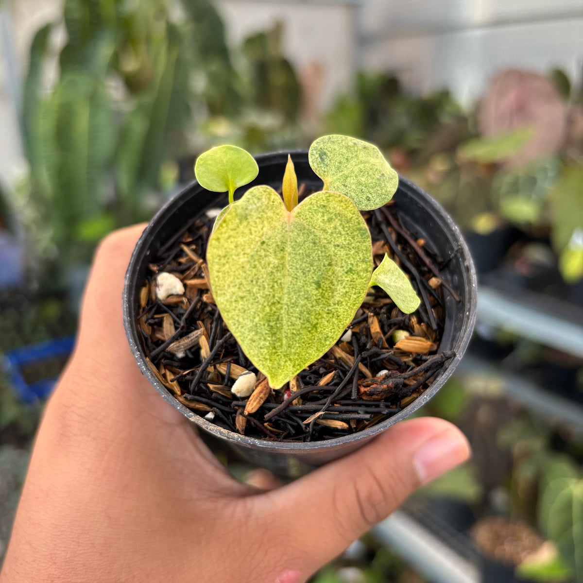 Anthurium (Dark & Handsome x Red Velvet Cake) x RVDP — Aroidasia